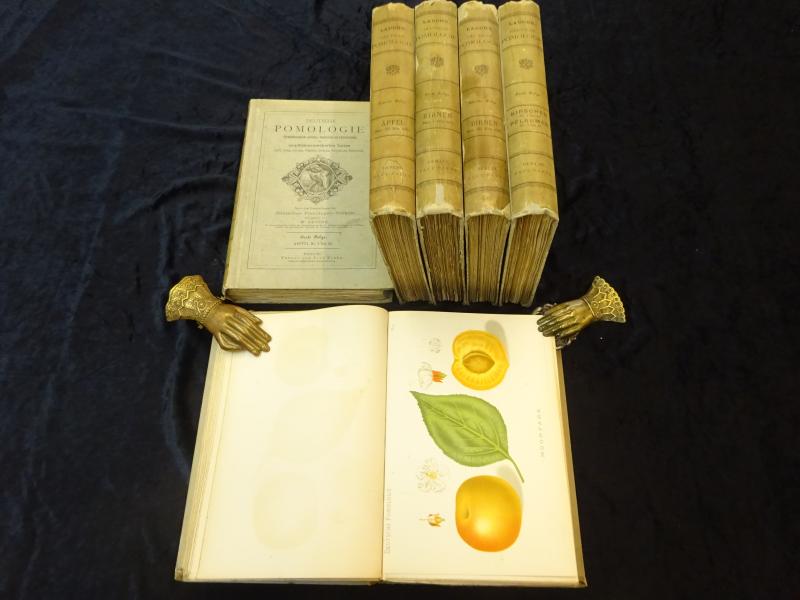 Deutsche Pomologie. Chromolithographische Abbildung, Beschreibung und Kulturanweisung der empfehlenswerthesten Sorten Aepfel, Birnen, Kirschen, Pflaumen, Apricosen, Pfirsiche und Weintrauben. Nach den Ermittelungen des Deutschen Pomologen-Vereins herausgegeben. 7 Teile in 6 Bänden.