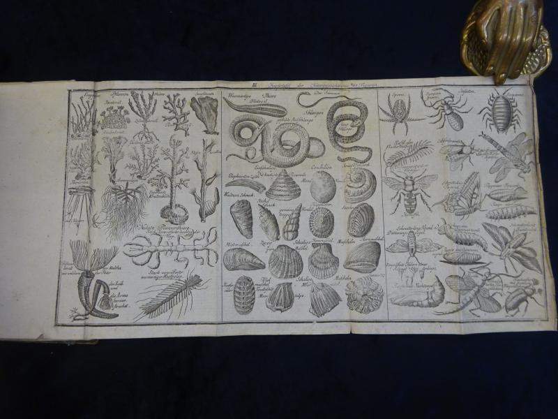 Anleitung zur richtigen Erkenntniß am meisten in die Augen fallenden natürlichen Dinge. Zum Gebrauche der deutschen Schulen in den kaiserl. Königl. Staaten. Zweiter Theil. Die Naturgeschichte. – Bild 2